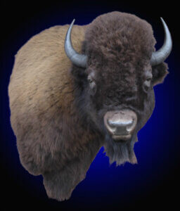 bison-final-edit-4